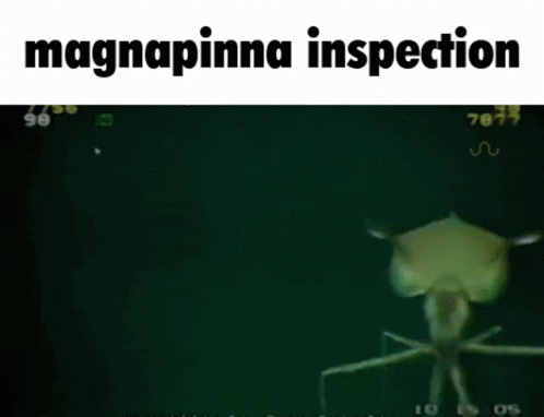 Magnapinna Bigfin Squid GIF - Magnapinna Bigfin Squid Giant Squid GIFs