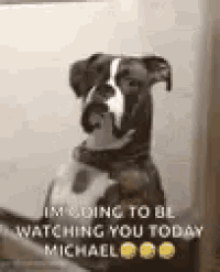 Boxer Im Watching You GIF