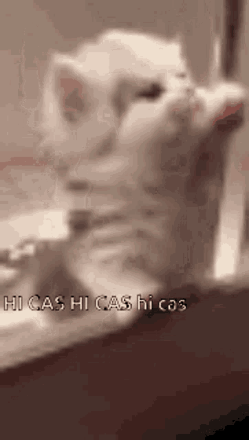 a white kitten is standing on its hind legs with the words hicas hi cash hi cas written below it