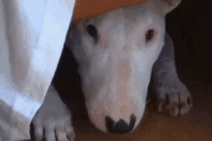 a bull terrier is peeking out from under a blanket .