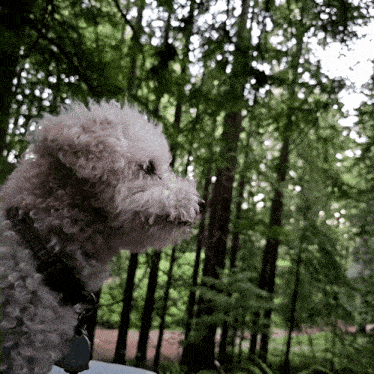 a small white dog with a black collar is looking out over a lush green forest