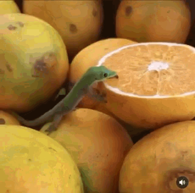 Yummy Gecko GIF - Yummy Gecko Orange GIFs