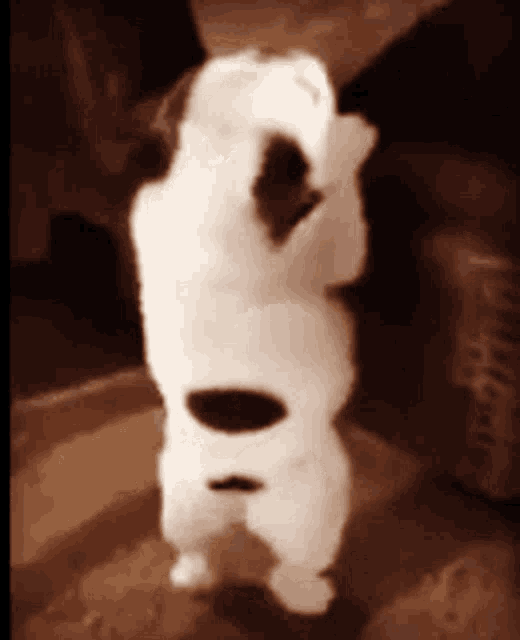 a white dog with black spots is standing up on its hind legs