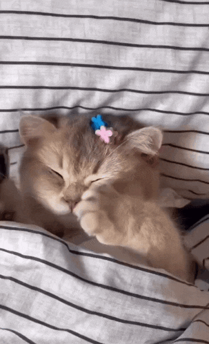 a kitten with a flower in its hair is sleeping on a bed