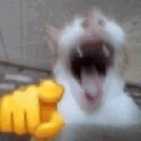 Laugh Point GIF - Laugh Point Cat GIFs