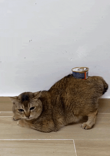 a cat laying next to a can of cat food