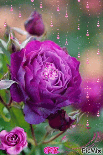 Roses GIF - Roses Rose GIFs