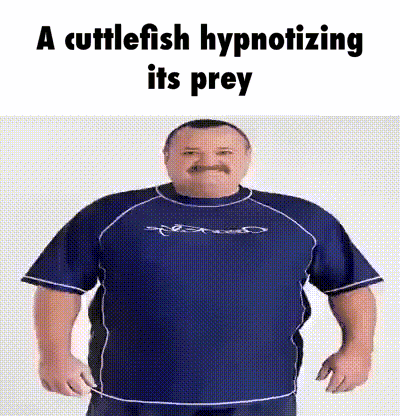 Cuddlefish GIF
