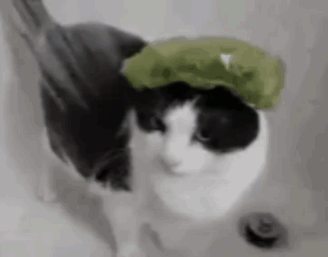 Cat Shower GIF - Cat Shower Cute GIFs