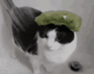 a black and white cat wearing a green hat
