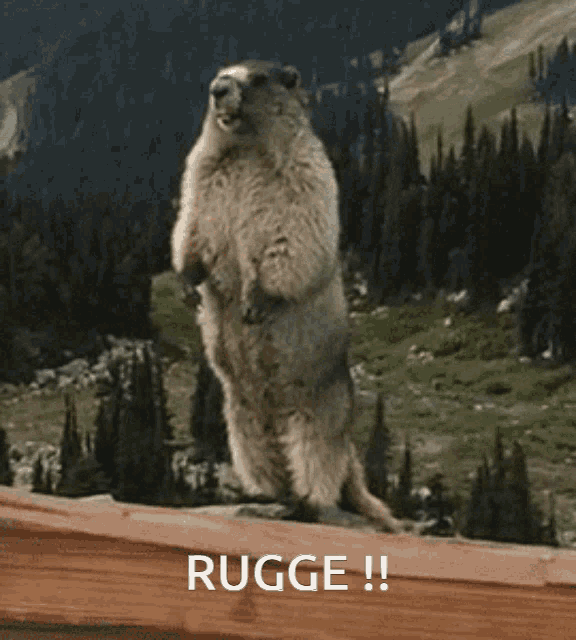 a ground squirrel standing on its hind legs next to a sign that says rugge