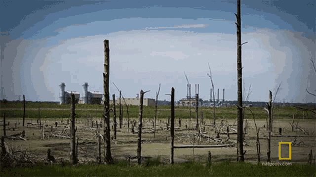 Rotting Trees Desolate GIF - Rotting Trees Desolate From The Ashes GIFs