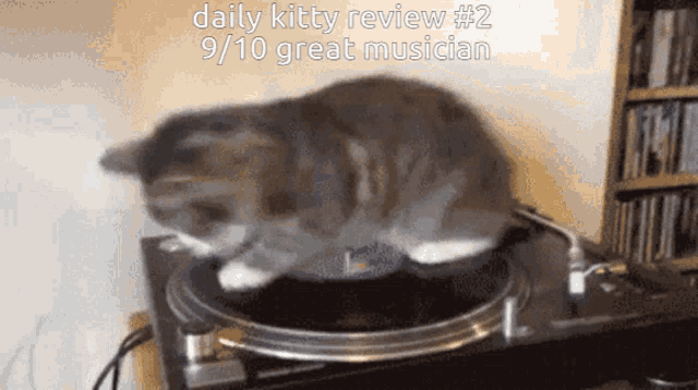 Spinny Cat GIF - Spinny Cat GIFs