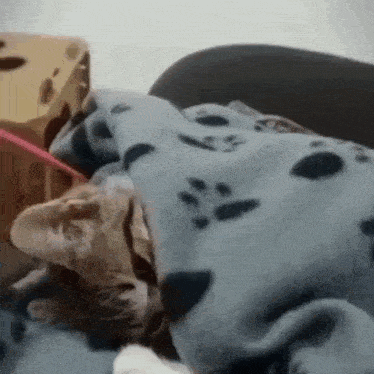 a cat is laying on a bed with a blanket and playing with a toy .
