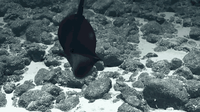 Eel Gulper Eel GIF - Eel Gulper Eel Marine Life GIFs