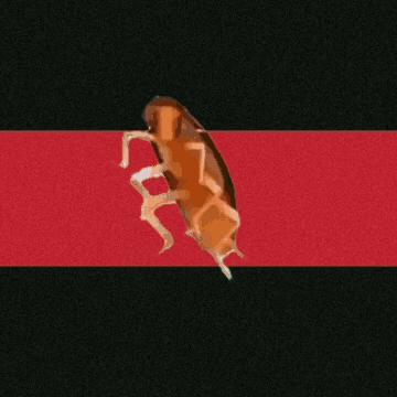 Kayı Cockroach GIF - Kayı Cockroach GIFs