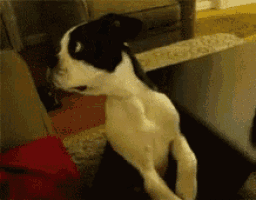 a black and white dog is sitting on a chair
