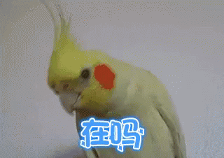 在吗 鹦鹉 可爱 GIF - Are You There Parrot Lovely GIFs