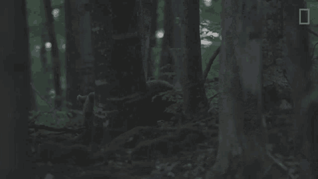 a national geographic logo can be seen in the woods