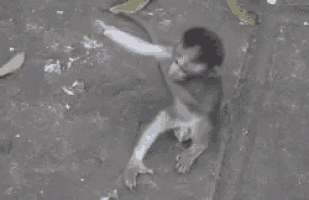 a monkey is sitting on the ground and reaching out towards someone .