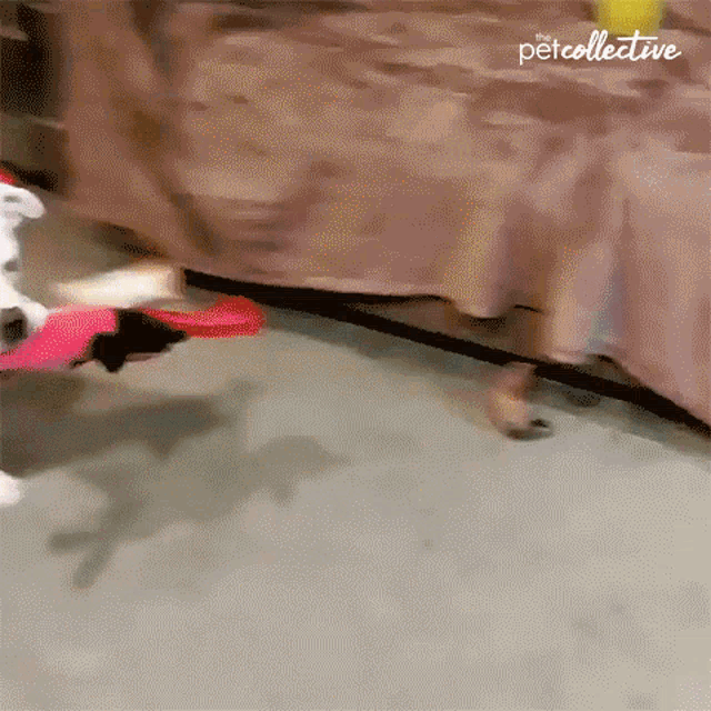 Tyding Up The Pet Collective GIF - Tyding Up The Pet Collective Dog GIFs