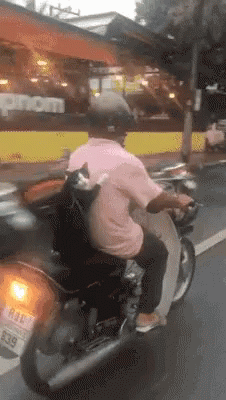 Cat Motorcycle GIF - Cat Motorcycle GIFs