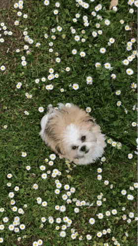 Puppy Dog GIF - Puppy Dog Doggo GIFs