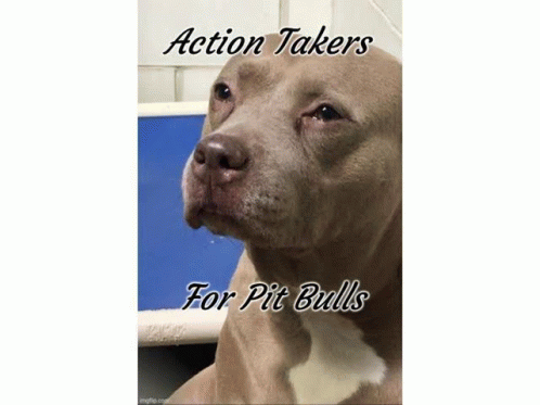 Action Takers For Pit Bulls GIF - Action Takers For Pit Bulls GIFs