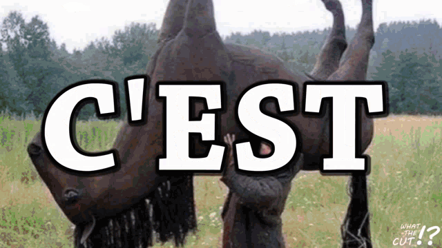 a picture of a horse with the word " c'est " written on it