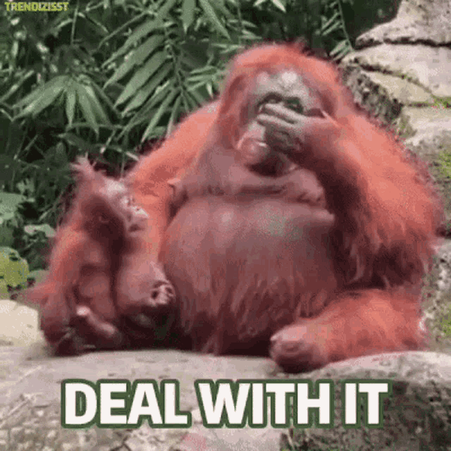 Deal With It Monkey GIF