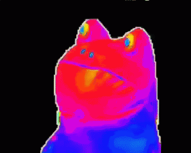 a colorful frog is sitting on a black background and looking up .