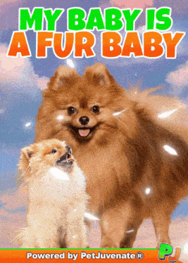 two pomeranian dogs are standing next to each other with the words my baby is a fur baby