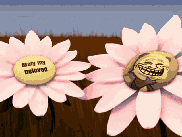 two pink flowers with a yellow center that says maly my beloved