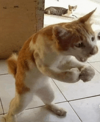 a cat is standing on its hind legs on a tiled floor and flexing its muscles .