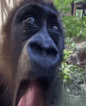 a close up of a monkey with its tongue out .
