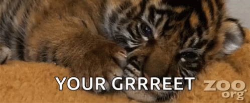Zoo Tiger GIF - Zoo Tiger Baby GIFs