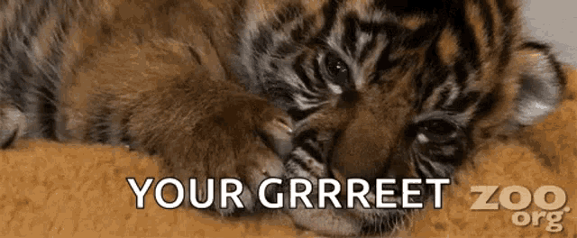 a tiger cub is laying down with the words your grrreeter zoo org written on the bottom