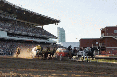 Calgary Stampede GIF - Calgary Stampede Horse Racing GIFs