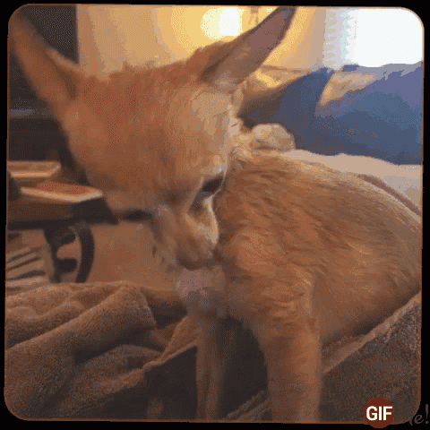 a gif of a dog laying on a couch