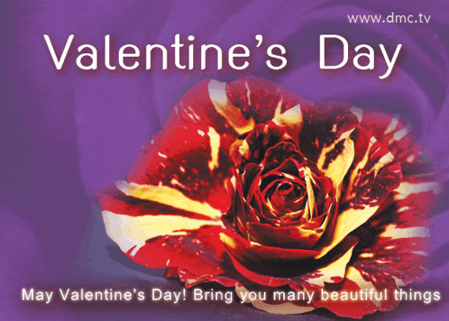 a valentine 's day card with a red and yellow rose on a purple background
