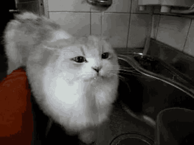 a white cat is drinking water from a faucet in a sink .