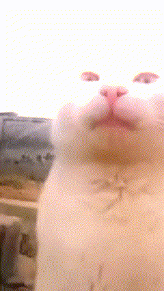 a close up of a white cat 's face with a blurred background