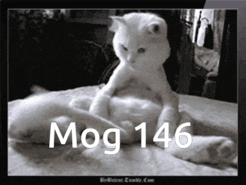 Mog Mogcat GIF - Mog Mogcat 146 GIFs