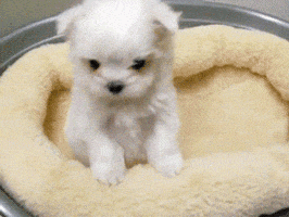 a small white puppy is sitting in a circular dog bed