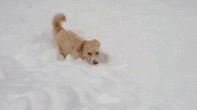 Dog Snow GIF - Dog Snow Play GIFs