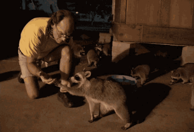 a man in a yellow shirt feeds a raccoon from a blue bowl
