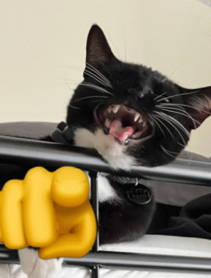 Orion Laughing GIF - Orion Laughing Cat GIFs