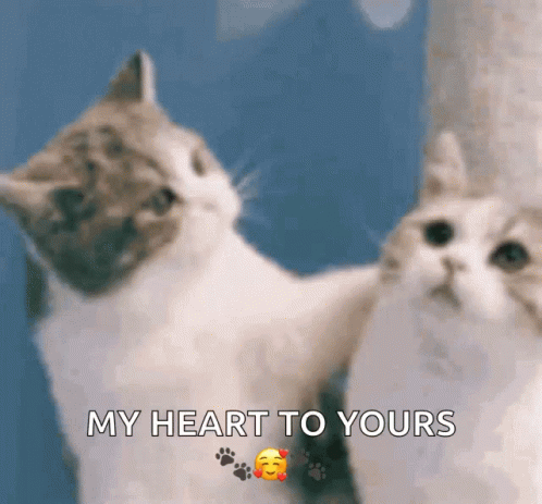 Cat Cute GIF - Cat Cute Kisses GIFs