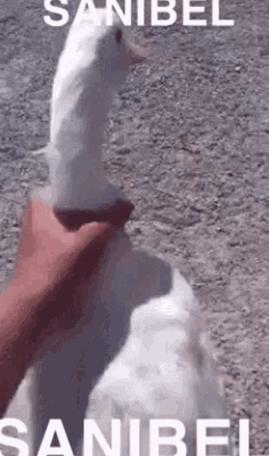 a person is petting a white goose with the words sanibel on the bottom