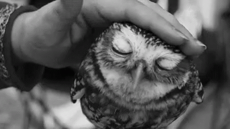Pet GIF - Owl Pet Sleepy GIFs